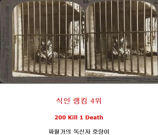 독신자 호랑이.jpg