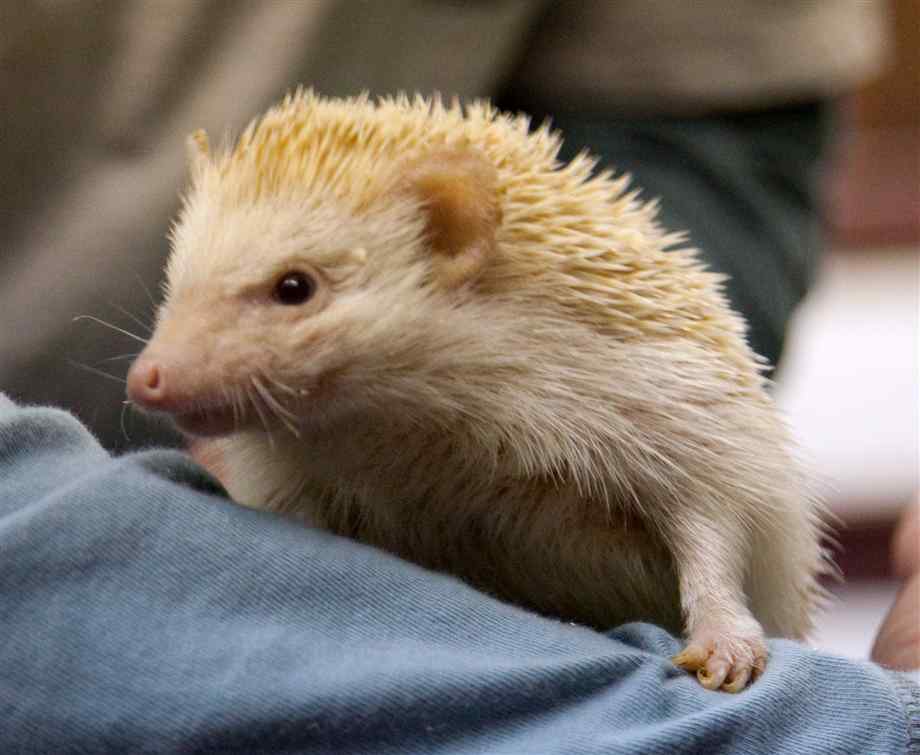 man-holding-hedgehog-2.jpg