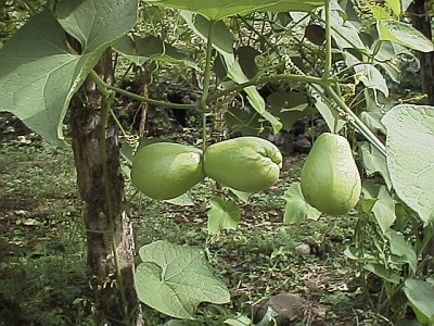 chayote.jpg