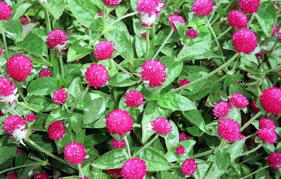 globe amaranth 3.jpg