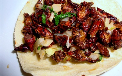 foar-siestma-grasshoppertacos608.jpg