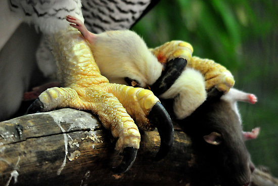 하피독수리 2.jpg