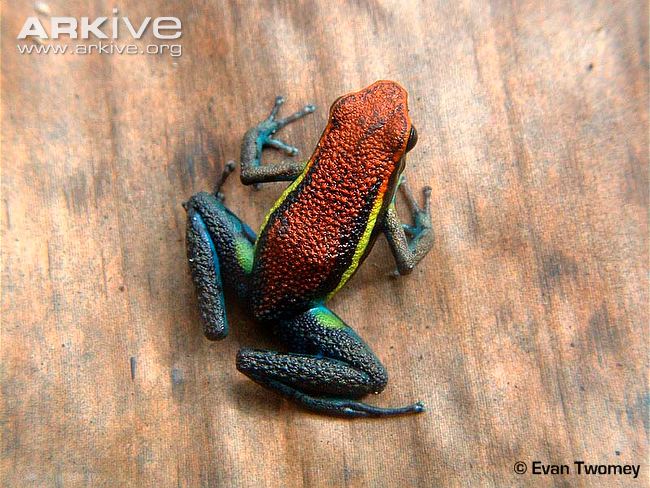Oxapampa poison frog.jpg