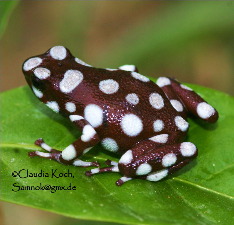 Marañón poison frog.jpg
