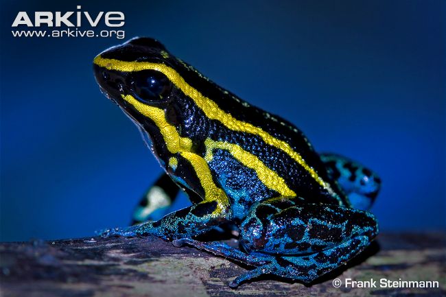 Sky-blue poison frog.jpg