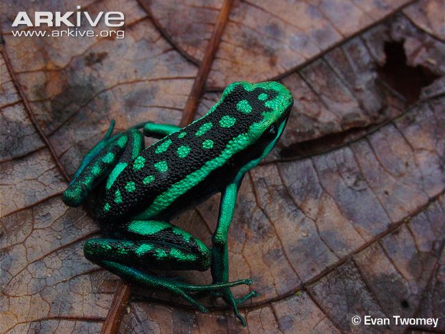 Pleasing-poison-frog.jpg