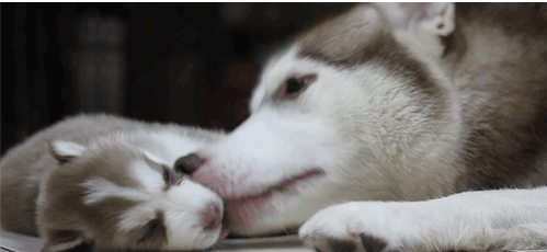 Chienne Husky et son petit (GIF).gif