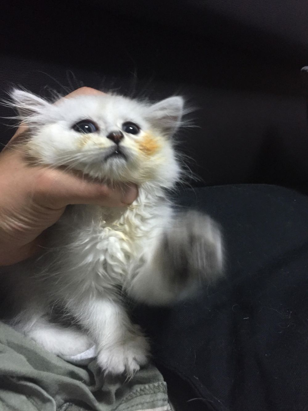 image.jpg