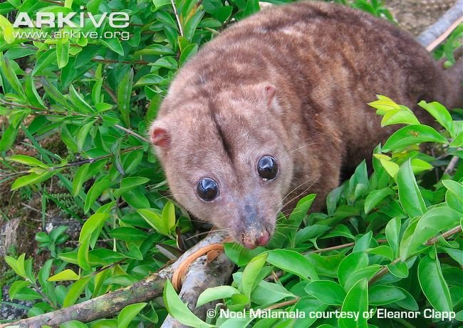 woodlark-cuscus.jpg