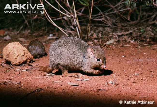 Burrowing-bettong.jpg