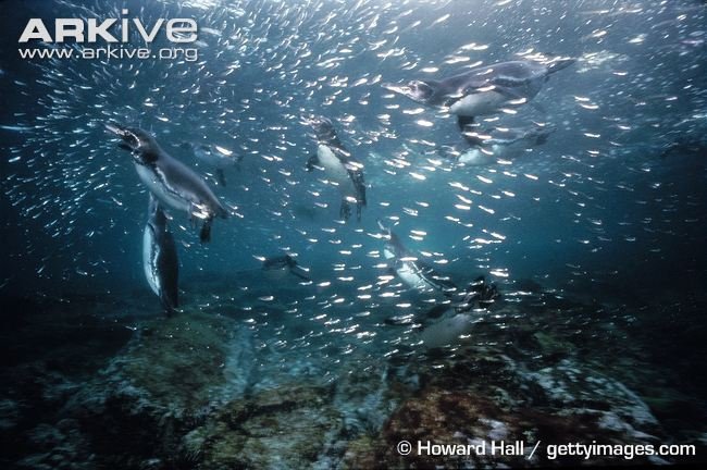 Galapagos penguin 2.jpg