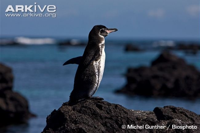 Galapagos penguin 1.jpg