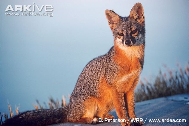 Island-fox 1.jpg