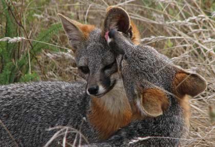 Island-fox 2.jpg