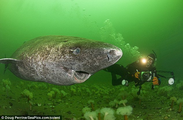 Greenland shark 2.jpg