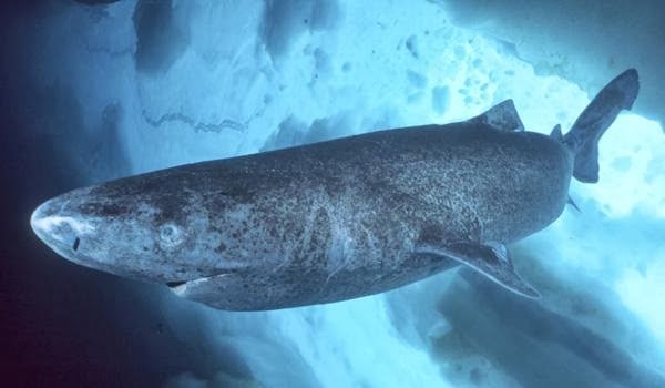 Greenland shark 1.jpg