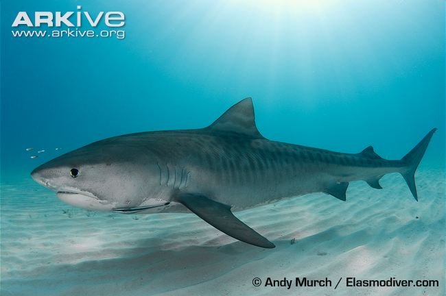 Tiger shark 1.jpg