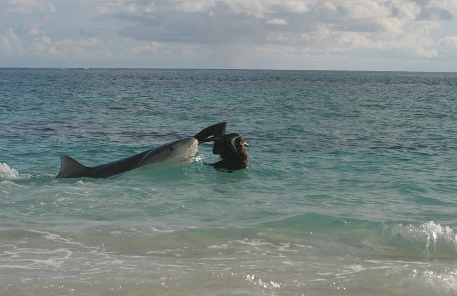 Tiger shark 2.png