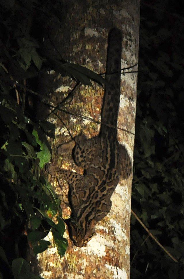 Marbled cat 2.jpg
