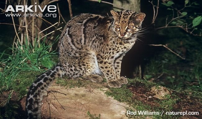 Marbled cat 1.jpg
