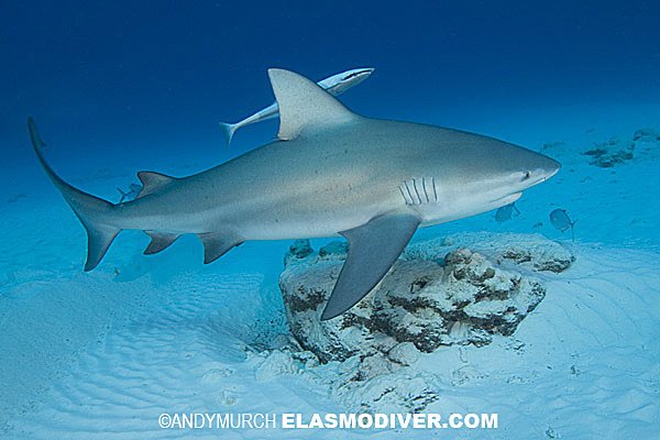 Bull shark 2.jpg