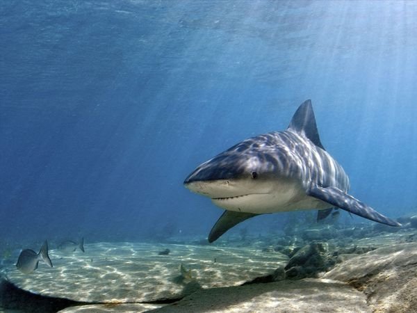 Bull shark 1.jpg