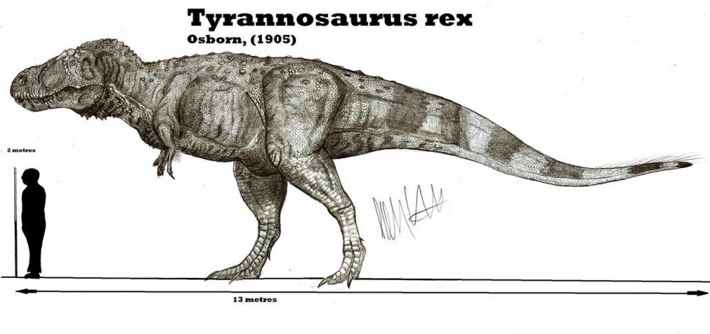 Tyrannosaurus 1.jpg