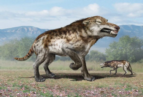 Andrewsarchus 1.jpg