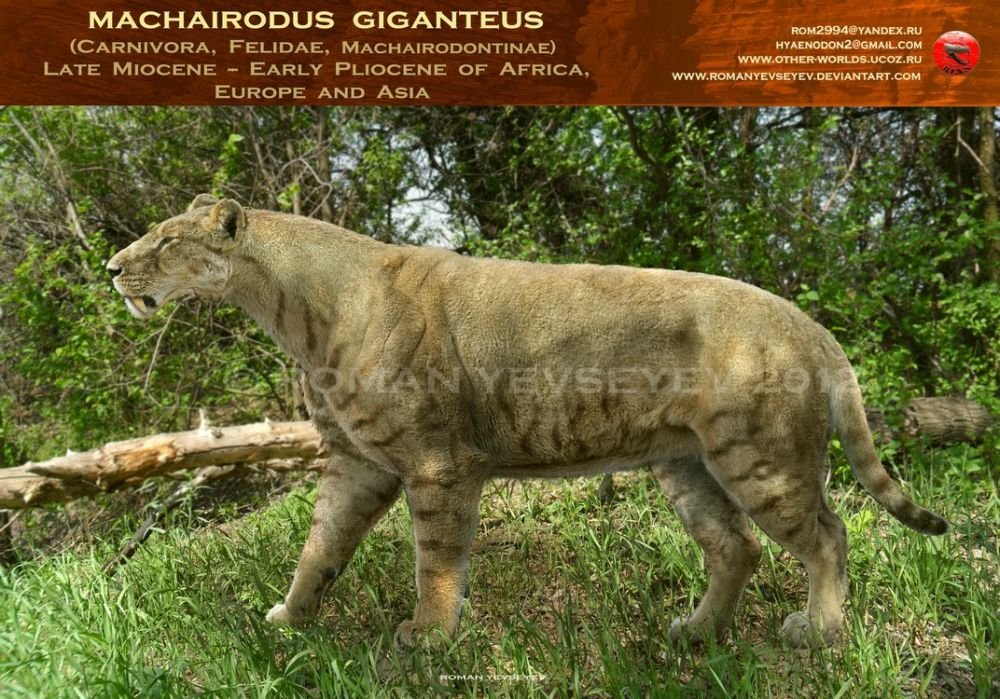 Machairodus 1.jpg