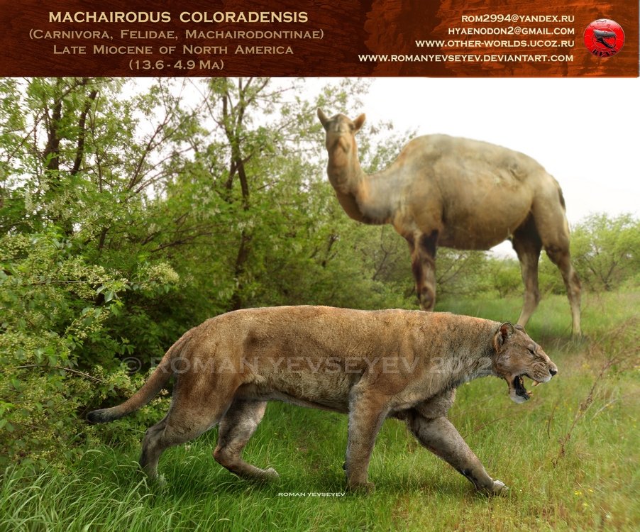 Machairodus 2.jpg