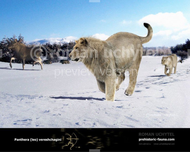 Eurasian cave lion 2.jpg