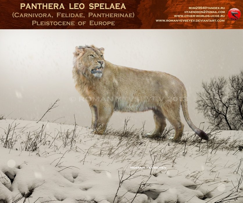 Eurasian cave lion 1.jpg