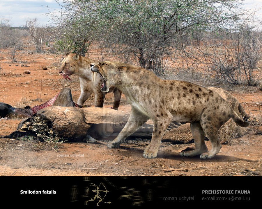 smilodon 2.jpg