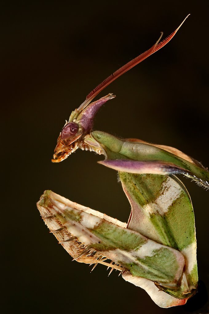 Giant Devil's Flower 2.jpg