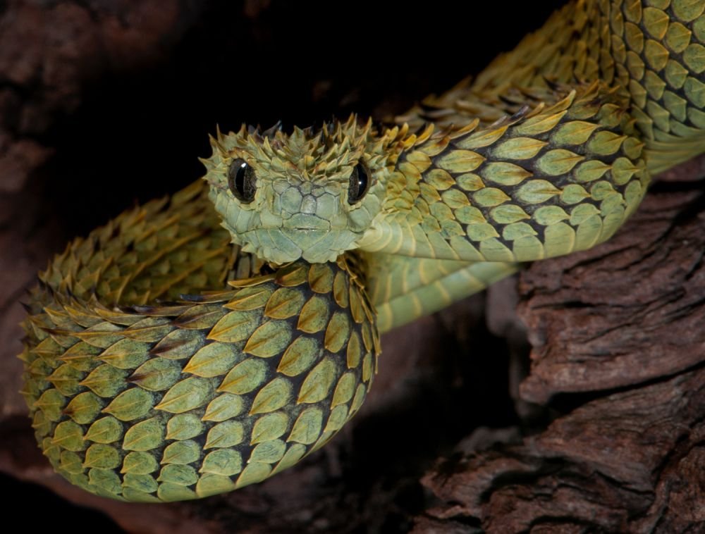 hairy bush viper 2.jpg