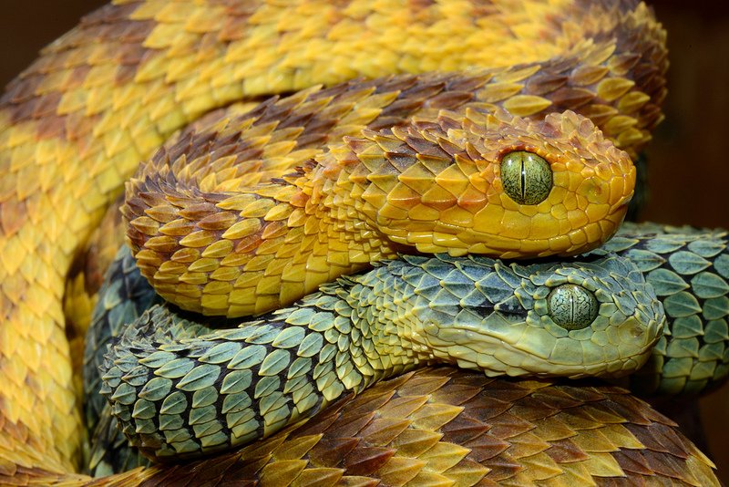 hairy bush viper 1.jpg