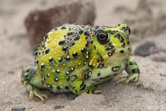 Crucifix Toad 1.jpg