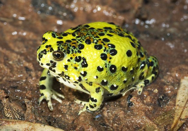 Crucifix Toad 2.jpg