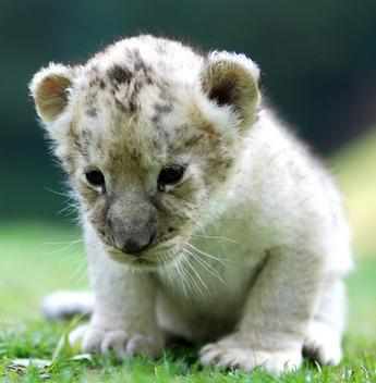 새끼 사자.jpg | 인스티즈