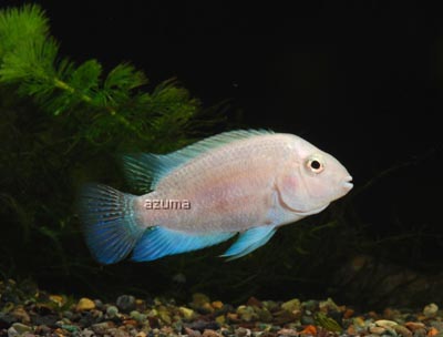 화이트 니그로.jpg