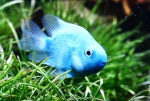 혈앵무현 염색4.jpg