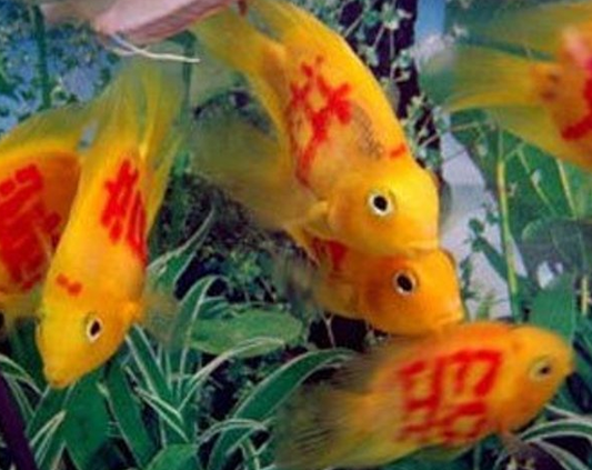 혈앵무 글씨2.png