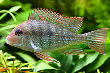 레드헤드 시클리드.jpg