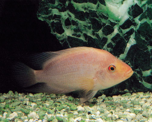 레드데빌 시클리드.jpg