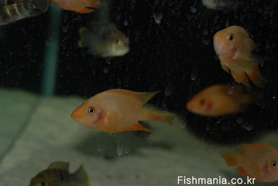 마이더스 시클리드.jpg