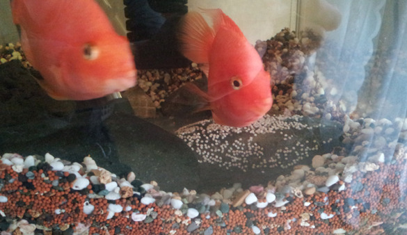 혈앵무현 알.jpg