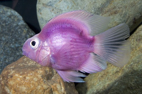 혈앵무현 염색3.jpg