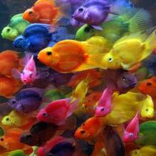 혈앵무현 염색.jpg