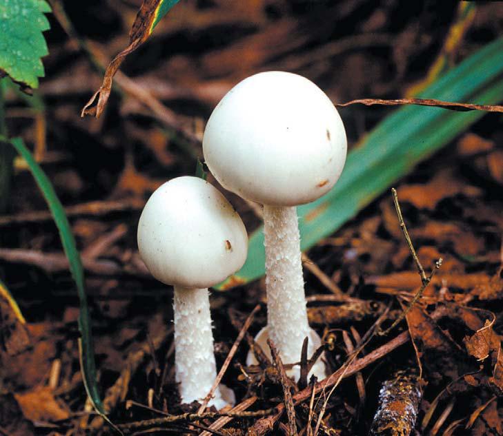 mushroom.JPG