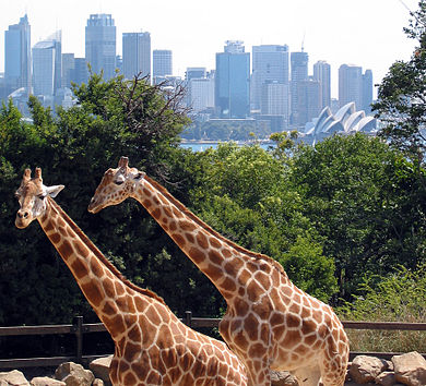 390px-Sydney_taronga_zoo.jpg